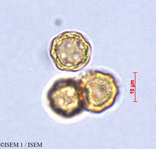 Iresine - lame n° 29042